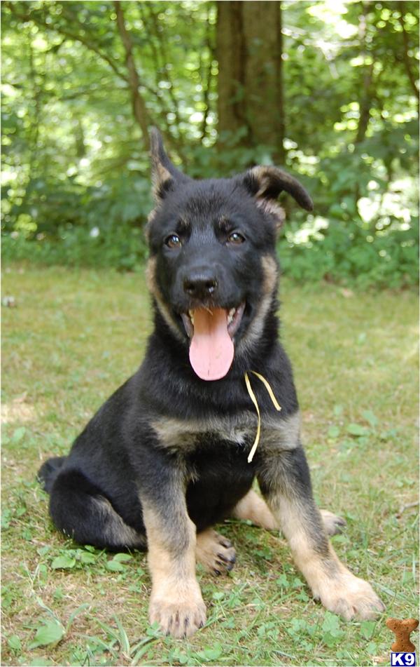 German Shepherd